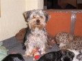 freddy (2)