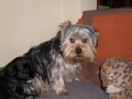 freddy (4)