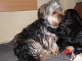 freddy (6)