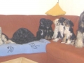 15 -Rudel auf Sofa