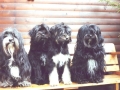 16 -Tibi-Rudel