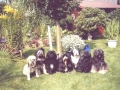 17 -Unser Rudel mit Besuch