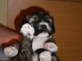 frieda