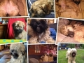 IMG_20191203_192705-COLLAGE