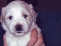 Elvis_1