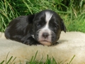 idefix