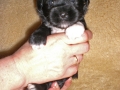 jogie2