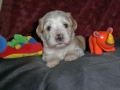 joschi