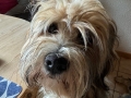 Trudi_Alpaka